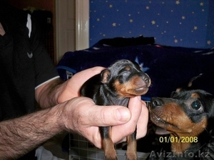 Продам щенков цвергпинчера #223431