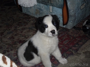 г.Алматы Антон 87772077441 anton5869@mail, ru #220729