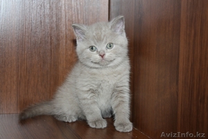Продаются котята Британской короткошерстной породы #259988
