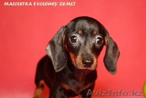 Очаровательные щенки таксы миниатюрной и кроличьей. #273934