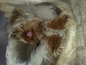 ершиский терьер #248885