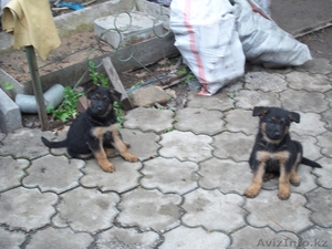 щенки немецкой овчарки #267417