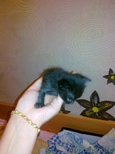 КОТЯТА!!! Срочно заберите!!!!!!!!!!!!!!!!! #268196