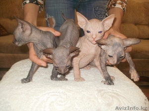 Продам ДОНСКОГО СФИНКСА #267192