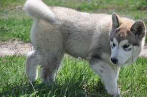 Аляскинский Маламут #271572