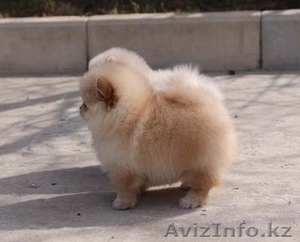 Щенков немецкого карликого шпица #257915