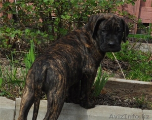 Породные щенки Дого Канарио #272520