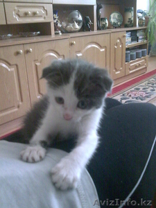 Котёнок Бесплатно  #261156