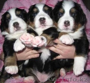 Бернский зенненхунд #254591