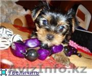 щенки йоркширского терьера #267469