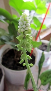 Продаю Canon sx210 IS срочно! #278659