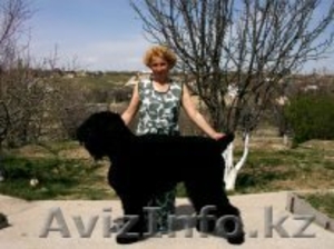 продам щенков русского черного терьера #249381