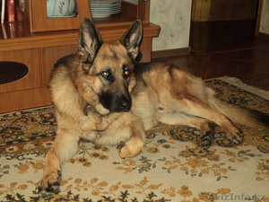 случка !!! КАБЕЛЬ ИЩЕТ СУЧКУ!!!1 #273558