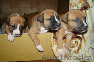 Продам  элитных щенков СТАФФОРДОВ!!!! #274208