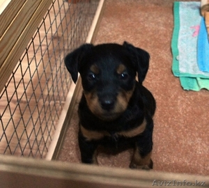  ягдтерьер ЩЕНОК 1, 5 МЕСЯЦА #274266
