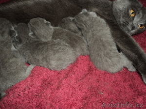 Британские кошечки продаются! #252924