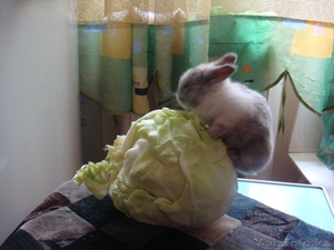 продам декоративных крольчат,  1 месяц. за 3000 тг. ласковые,  ручные #274771