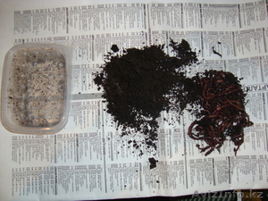 Оптом червяк для летней рыбалки #269030