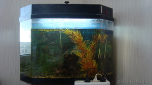 Аквариум продаю #252391