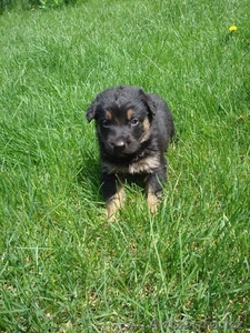 отдадим щенков!!! помесь овчарки с крупной дворнягой  #248743