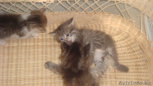 Красивые котята #255748