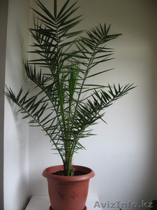 Продам комнатную пальму #250805