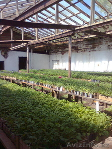 рассада цветов петунии #275940