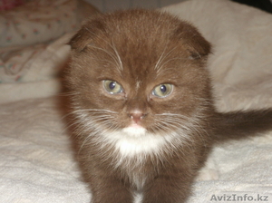 Шотландские вислоухие котята #270583