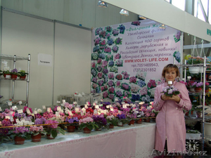 Цветущие фиалки(сенполии), детки, черенки! #271918