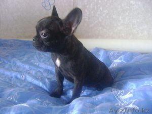 Щенки французкого бульдога #262319