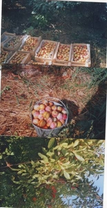 Продаю  отличные Сливы #261819