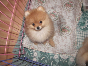 Щенки немецкий шпиц #211449