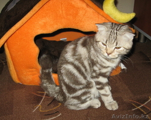 Шотландский вислоухий мальчик скоттиш фолд редкого окраса #279154