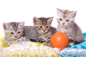 Продам милых британских котят #278062