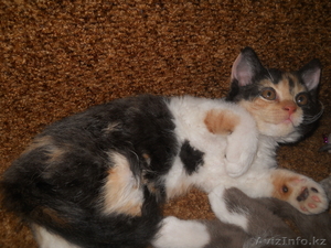 Продаются кудрявые котята  Селкирк рекс.  #272638