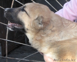 Щенки САО (Алабай) #265291