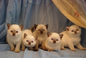 Британская короткошерстная.Импорт из Санкт-Петербурга. #256038