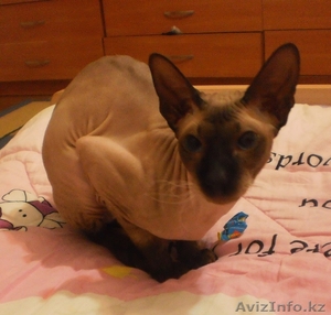 Заманбеков Темирлан makin-97@mail.ru #270070