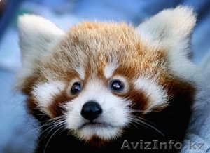 Красная панда для продажи хорошей цене. #277606