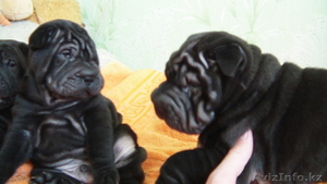 Продается черный щенок шарпея #256291