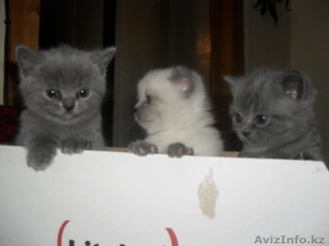продам британских котят с родословной #249346