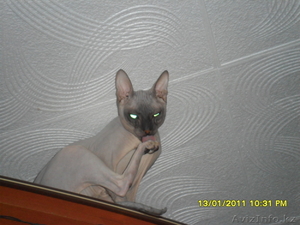 животные продам котят донского сфинкса #262359