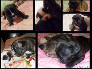 Продаю очаровательных щенков французского бульдога #248957