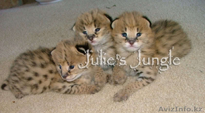 Сервал,  Саванна,  оцелот,  Маргей,  гепарда и бенгальские котята на продажу #275144