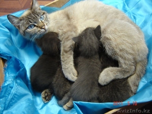 Котята в добрые руки. #257540