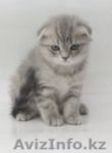 Котята шотландской вислоухой кошки #252392