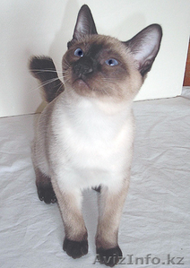 Котята меконгского (тайского) бобтейла  #259616