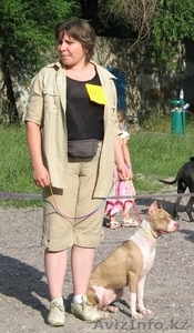 Американскго питбультерьера щенки (редноусы) #251274