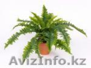 Фиалки,  папоротники #272512