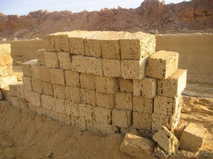 РАКУШЕЧНИК НОВЫЙ #280603